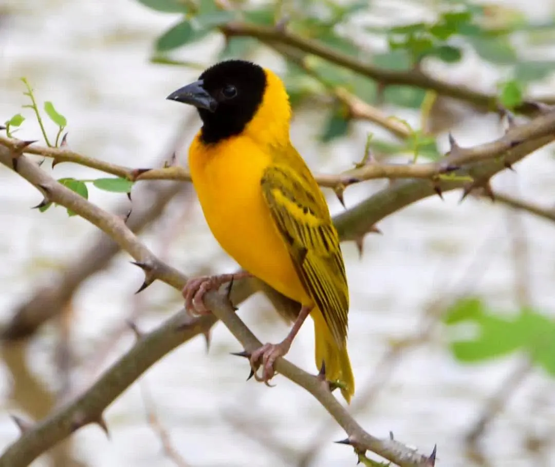 Birdwatching in Central Gambia