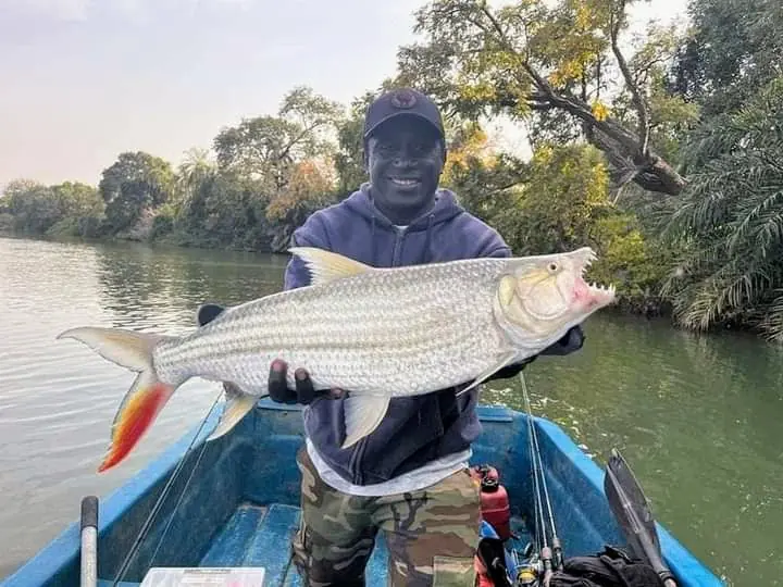 Tiger fishing on the Gambia River